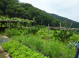 「少し日を置いて食べた方が良いよ！」 と走りながらスモモを採ってくれました。