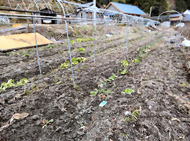  以前はここでキャベツと白菜を 作っていて、また作る予定です