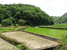 家の周りは山と田んぼに囲まれたのどかな所