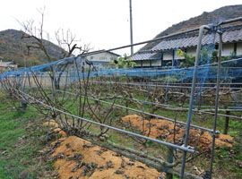 裏庭の果樹園。 季節ごとにたくさんの恵みを頂ける