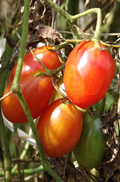 tomato03910