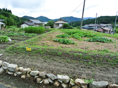 畑では約10種類の野菜を無農薬で栽培されています