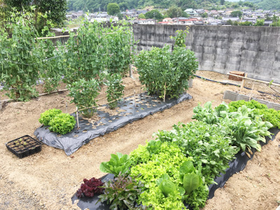 多種類の野菜を栽培