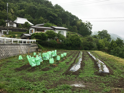 スイカにメロン、芋も植えました