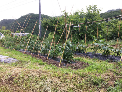 きゅうり、トマト等植えている畑