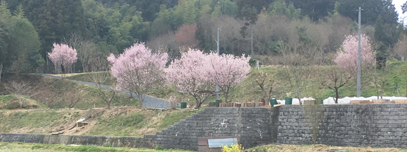 前の持ち主の方に送った桜の写真