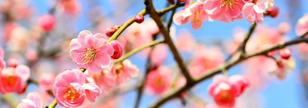 古民家から中古住宅、自由気ままに大自然を満喫する山林物件など、田舎暮らしの夢をトータルにサポートいたします