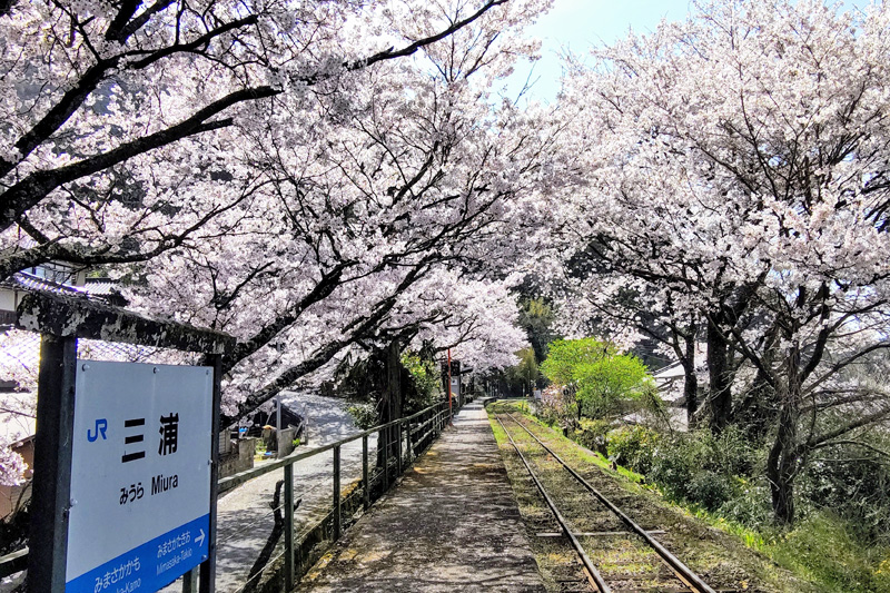 ＪＲ三浦駅・春爛漫の桜風景