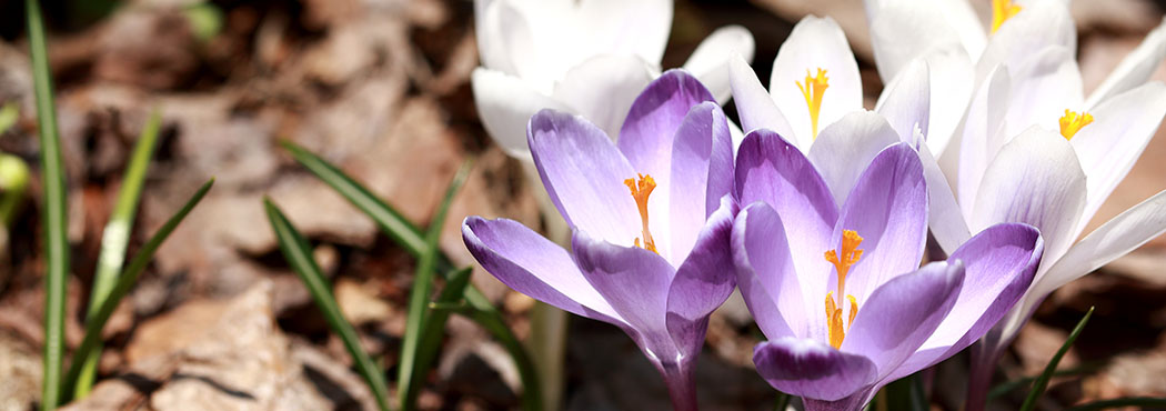 古民家から中古住宅、自由気ままに大自然を満喫する山林物件など、田舎暮らしの夢をトータルにサポートいたします