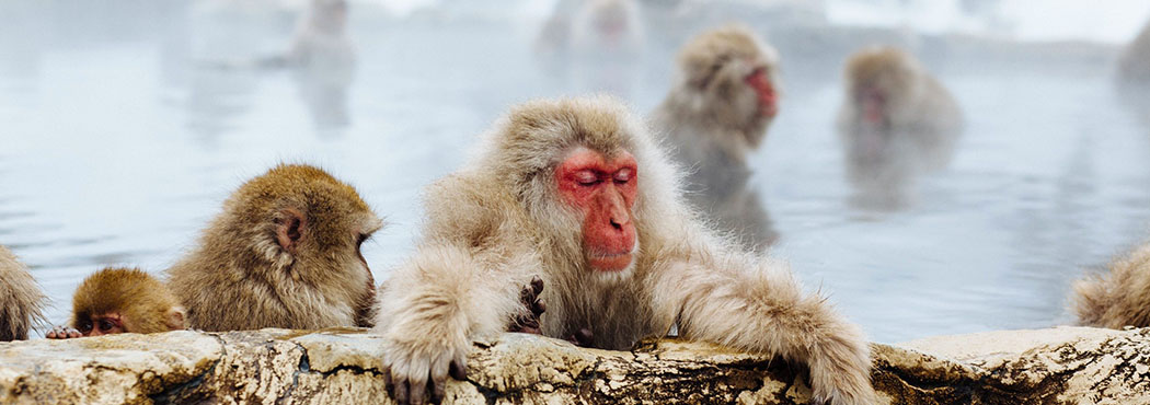 古民家から中古住宅、自由気ままに大自然を満喫する山林物件など、田舎暮らしの夢をトータルにサポートいたします