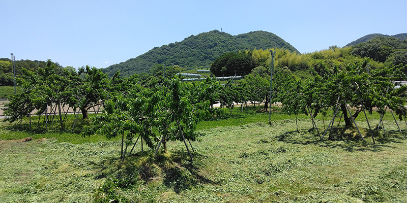 自然と暮らす農園