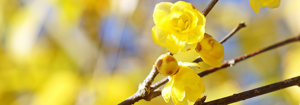 古民家から中古住宅、自由気ままに大自然を満喫する山林物件など、田舎暮らしの夢をトータルにサポートいたします