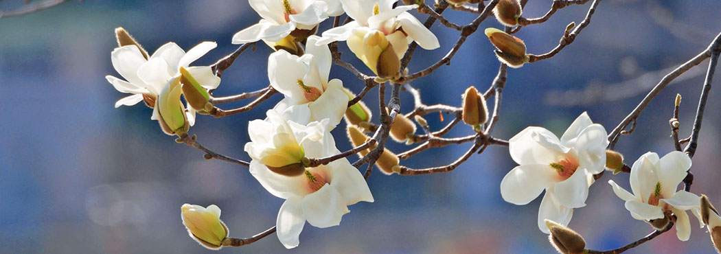 古民家から中古住宅、自由気ままに大自然を満喫する山林物件など、田舎暮らしの夢をトータルにサポートいたします