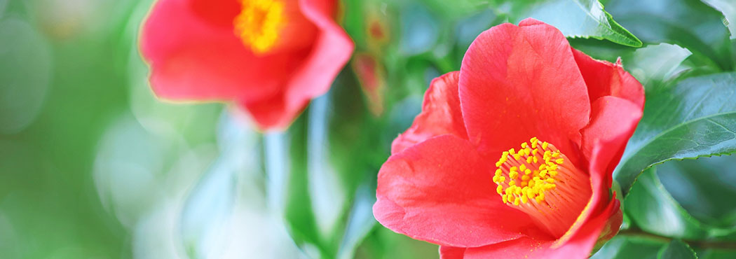 古民家から中古住宅、自由気ままに大自然を満喫する山林物件など、田舎暮らしの夢をトータルにサポートいたします