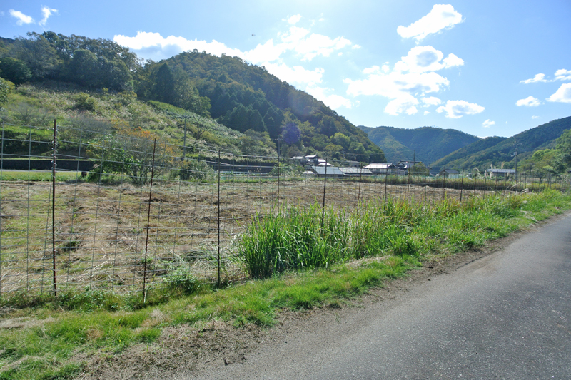 徒歩圏内にある付属農地