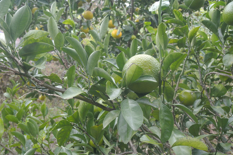 スイートスプリング