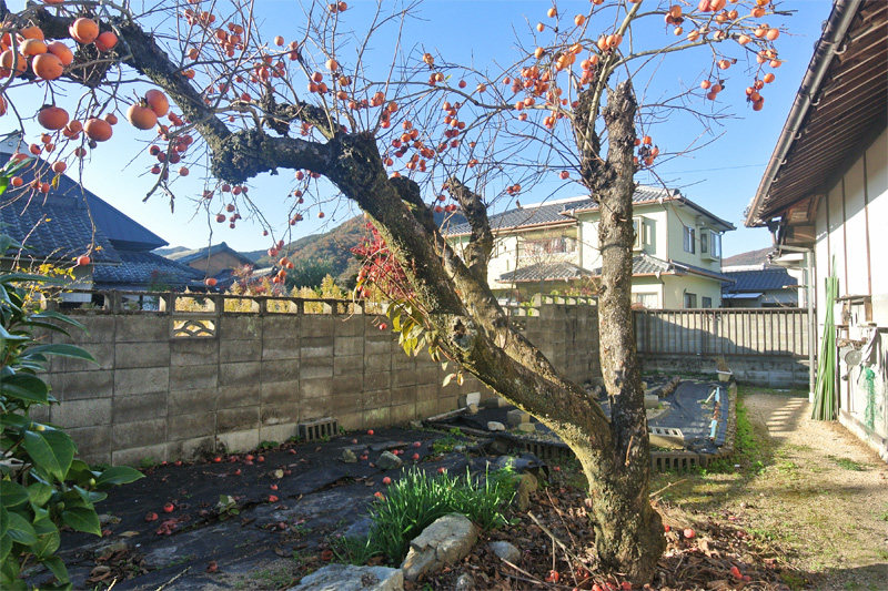 家屋裏の菜園スペース