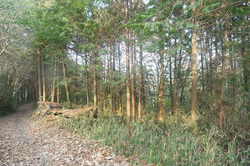 徒歩圏内にある山林(接道から撮影)