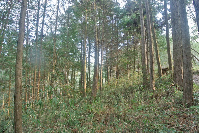 徒歩圏内にある山林(約791坪)